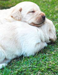 sleeping labrador puppies on green grass - three weeks old.