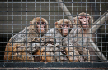Macaca mulatta commonly known as rhesus macaque or rhesus money