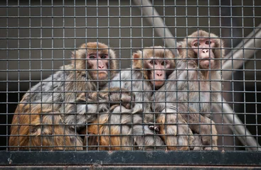 Fototapeten Macaca mulatta commonly known as rhesus macaque or rhesus money © Fotokon
