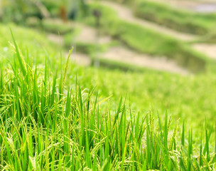 Ricce terrace of Bali Island, Indonesia
