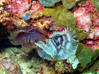 Gills of sea worm, island Maktan, Philippine