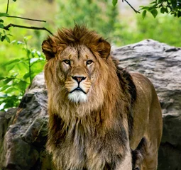 Stickers fenêtre Lion Lion mâle