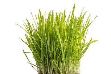 Katzengras