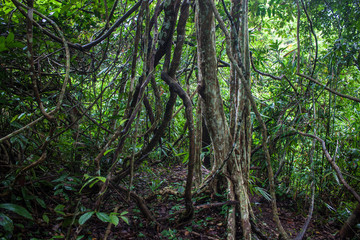 Jungle at Khao Yai National Park, Thailand