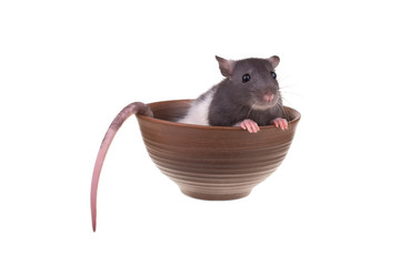 Young small rat in a cup