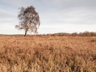 winter birch on heathland