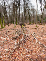 Fototapeta premium dead tree in beach woods
