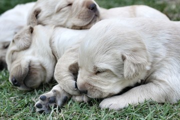 sleeping labrador puppies on green grass
