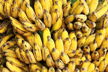 cultivated gros michel  bananas branch ripe