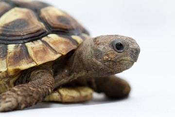 Young turtle on a white background