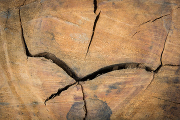 Tree stump pattern break texture