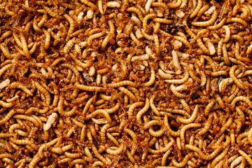 mealworms