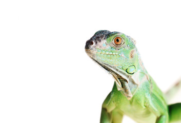 Fototapeta premium Green iguana
