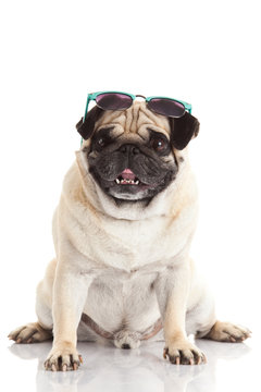 Pug dog with sunglasses