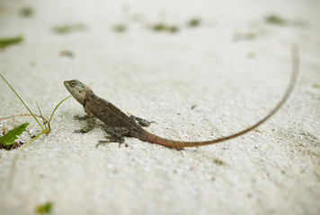 Wild lizard