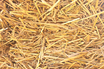 Rice straw background