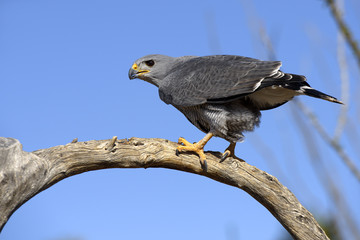 Gray Hawk