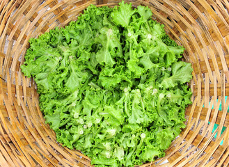 Lettuce in farm