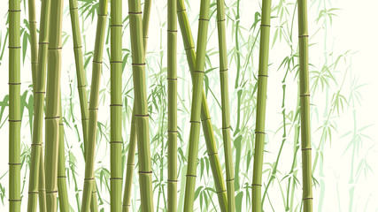 Plakaty  Pozioma ilustracja z wieloma bambusami.