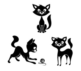 black and white cats