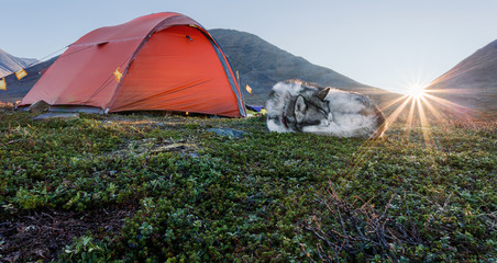 Sunrise with tent and Dog in Sweden