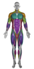 Mucles map anatomy isolated colorized