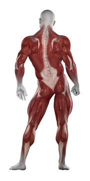 Bodybuilder muscles anatomy isolated