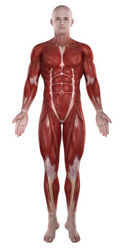 Man muscles anatomy isolated  anterior view