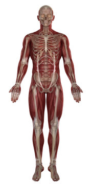 Man muscles with skeleton  anatomy isolated