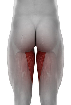 male ADDUCTOR MAGNUS anatomy posterior view isolated