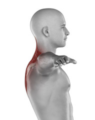 Man TRAPEZIUS anatomy isolated