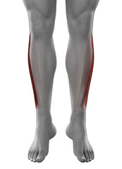 Peroneus longus male muscles anatomy anterior view isolated