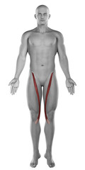 Fototapeta na wymiar Sartorius male muscles anatomy anterior view isolated