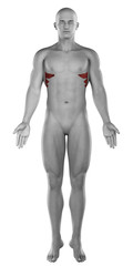 Serratus male muscles anatomy anterior view isolated