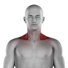 Trapezius male muscles anatomy anterior view isolated
