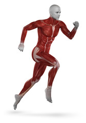 Runner muscle anatomy isolated