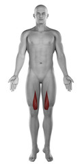 Fototapeta premium Vastus medialis male muscles anatomy anterior view isolated