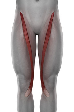 Sartorius male muscles anatomy anterior view isolated