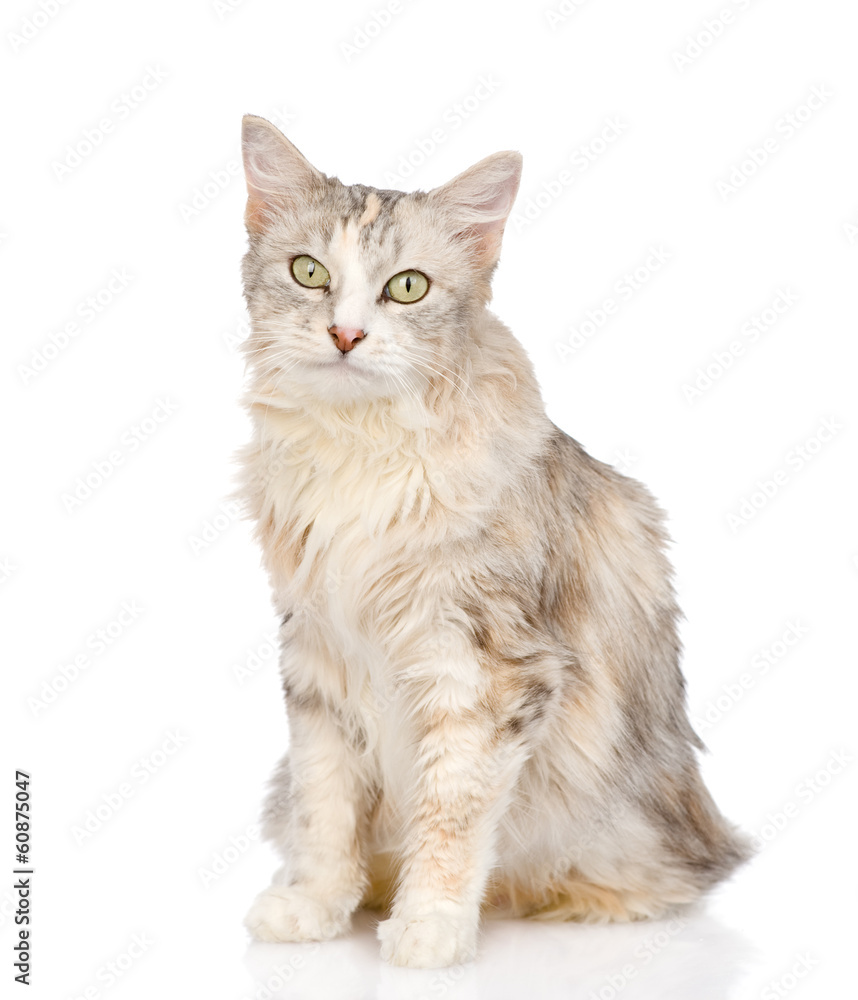 Poster mixed breed cat looking at camera. isolated on white background