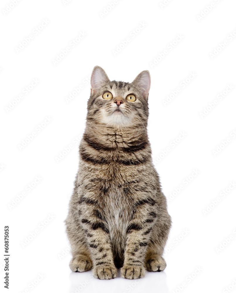 Poster cat sitting in front and looking up. isolated on white