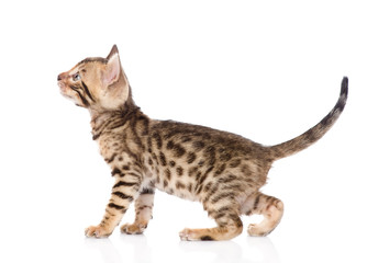 Fototapeta premium purebred bengal kitten looking up. isolated on white background