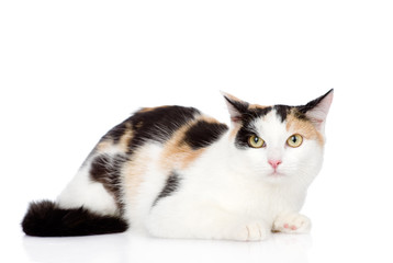 mixed breed cat looking at camera. isolated on white background