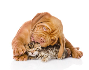 Bordeaux puppy dog licking bengal kitten. isolated on white 