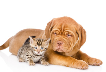 Bordeaux puppy dog and bengal kitten together. isolated 