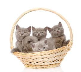 Fototapeta na wymiar Grupa Kot brytyjski krótkowłosy kocięta w koszyku. samodzielnie na białym tle