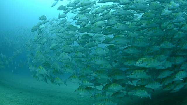 grunt and snapper, reefs on the pacific ocean