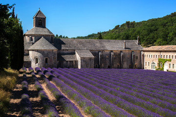 Lavender ad Senanque abbey