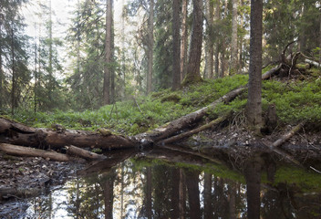 Wet part of natural forest, excellent conditions for mosquitoes