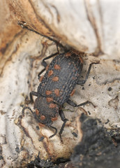 Many parasites on Saproxylic beetle (Bolitophagus reticulatus)