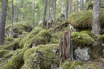 Untouched primeval forest, Sweden